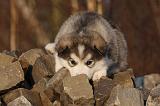 ALASKAN MALAMUTE 597